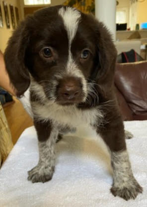 Photo 3 of 5 — Biscuit - In Foster in Cary, NC