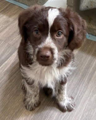 Photo 2 of 5 — Biscuit - In Foster in Cary, NC