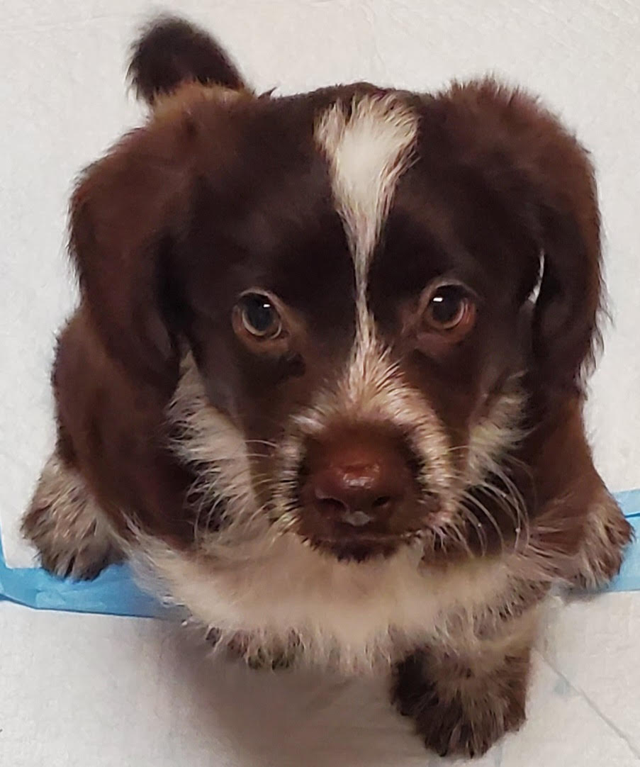 Photo 5 of 5 — Biscuit - In Foster in Cary, NC
