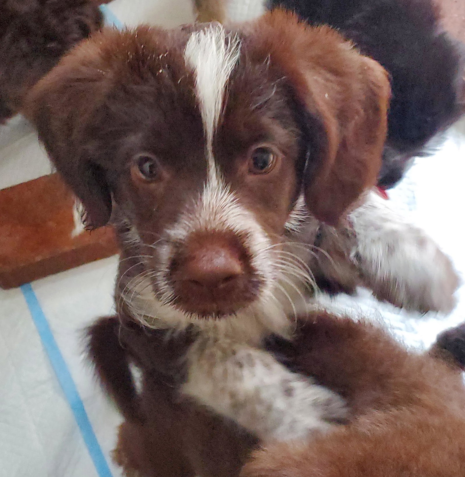 Photo 4 of 5 — Biscuit - In Foster in Cary, NC