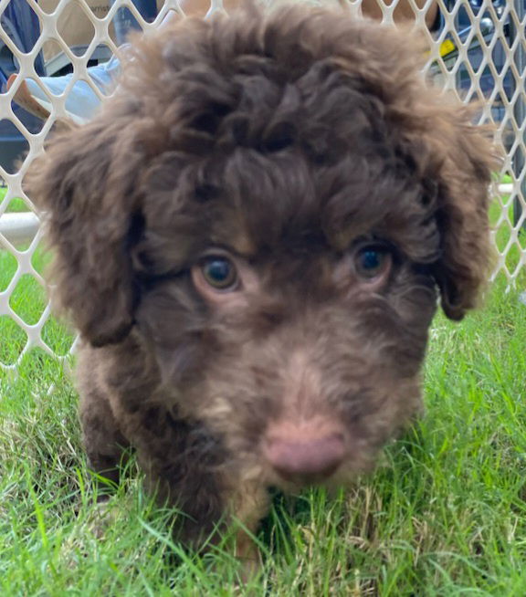 Dog Image