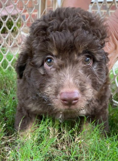 Dog Image