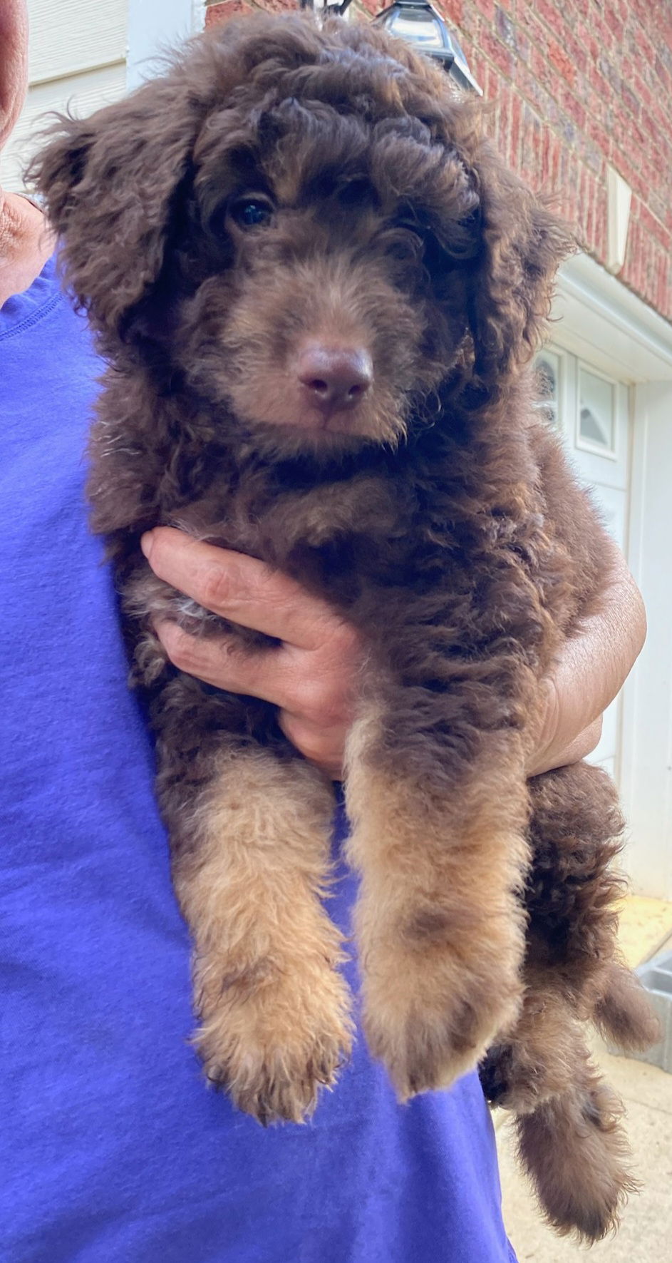 Dog Image