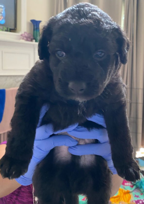 Dog Image
