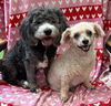 adoptable Dog in , SC named Suzie with Chloe Jul 24