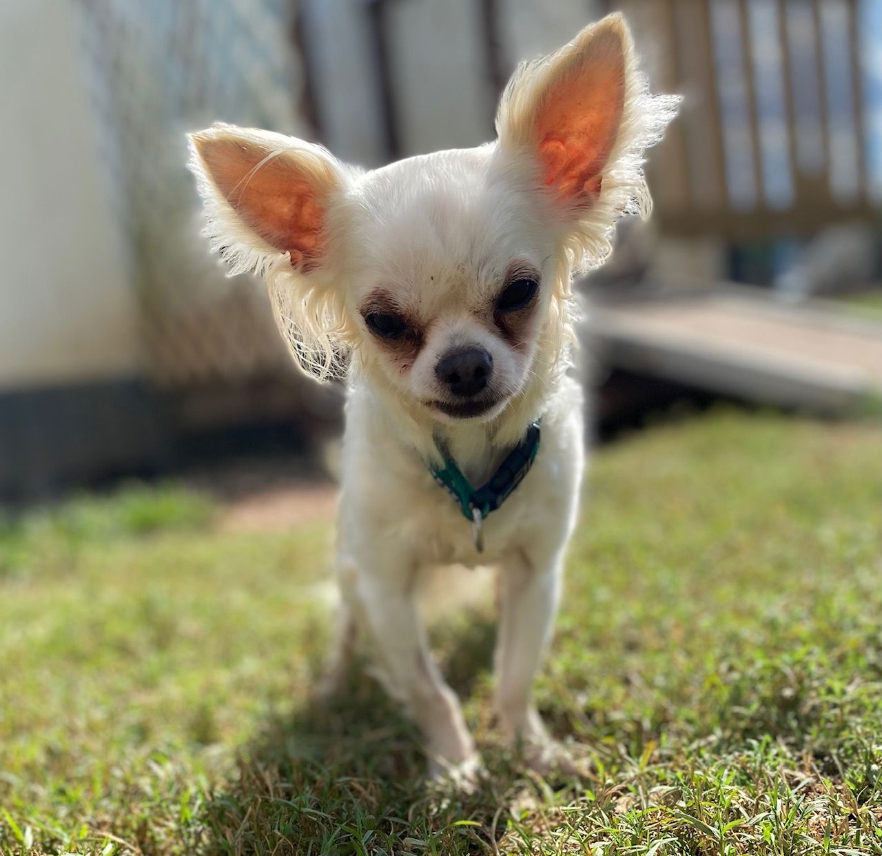 adoptable Dog in Pacolet, SC named Pablo Jul 24