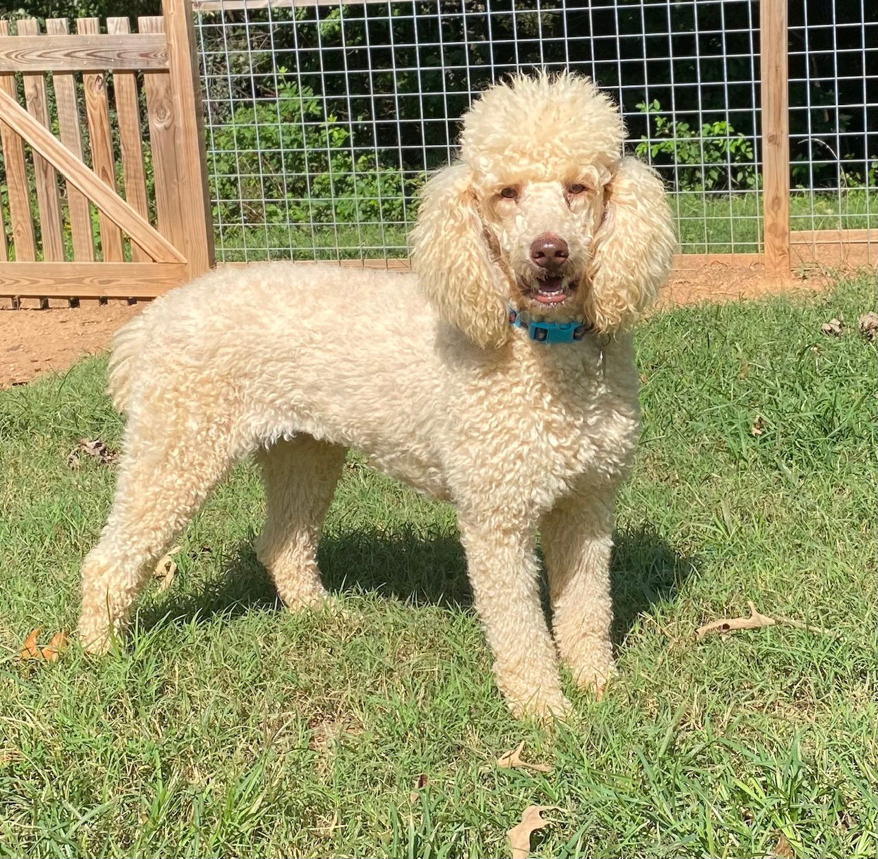 adoptable Dog in Pacolet, SC named Shiloh Trixie Augu 24