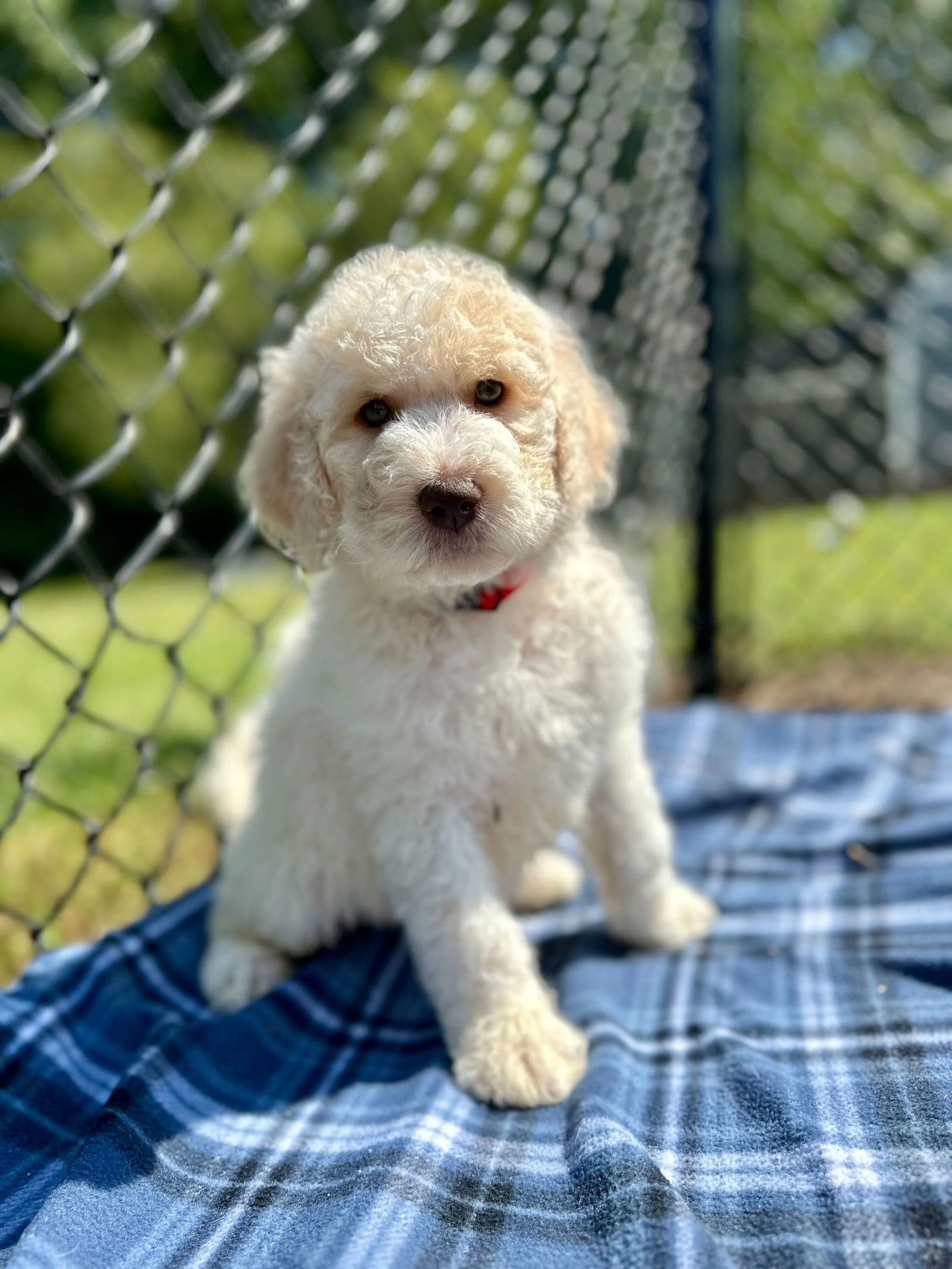 adoptable Dog in Pacolet, SC named Tate Aug 24