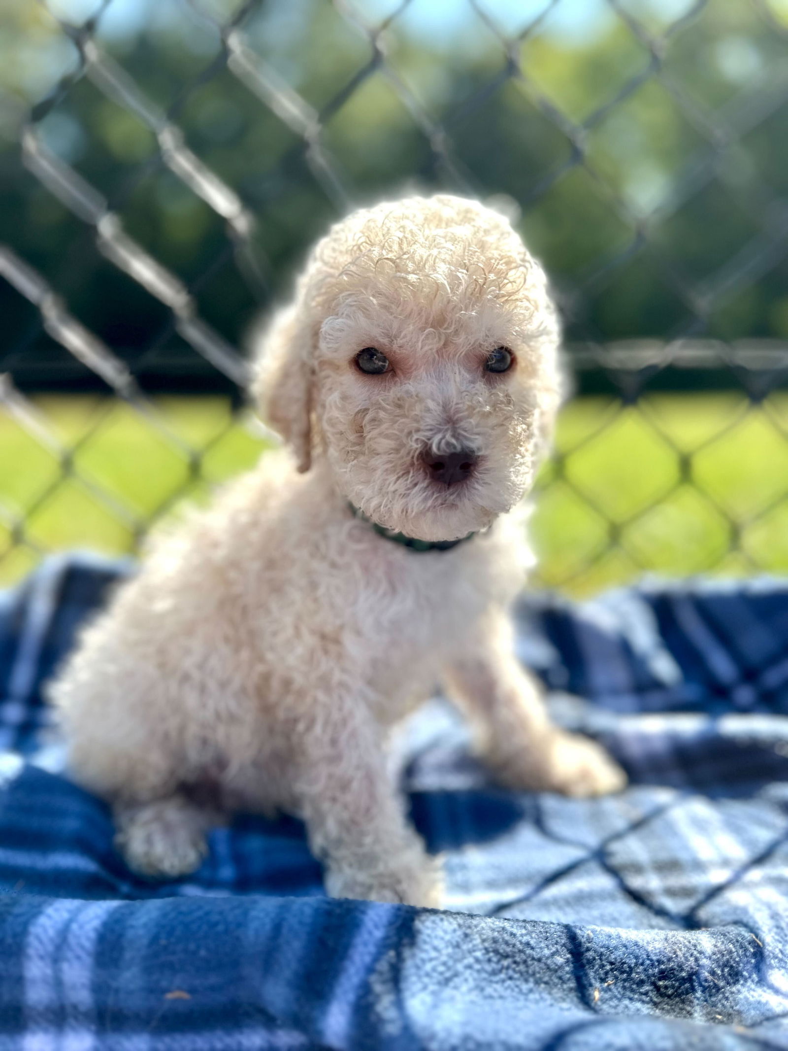 adoptable Dog in Pacolet, SC named Zeke Aug 24