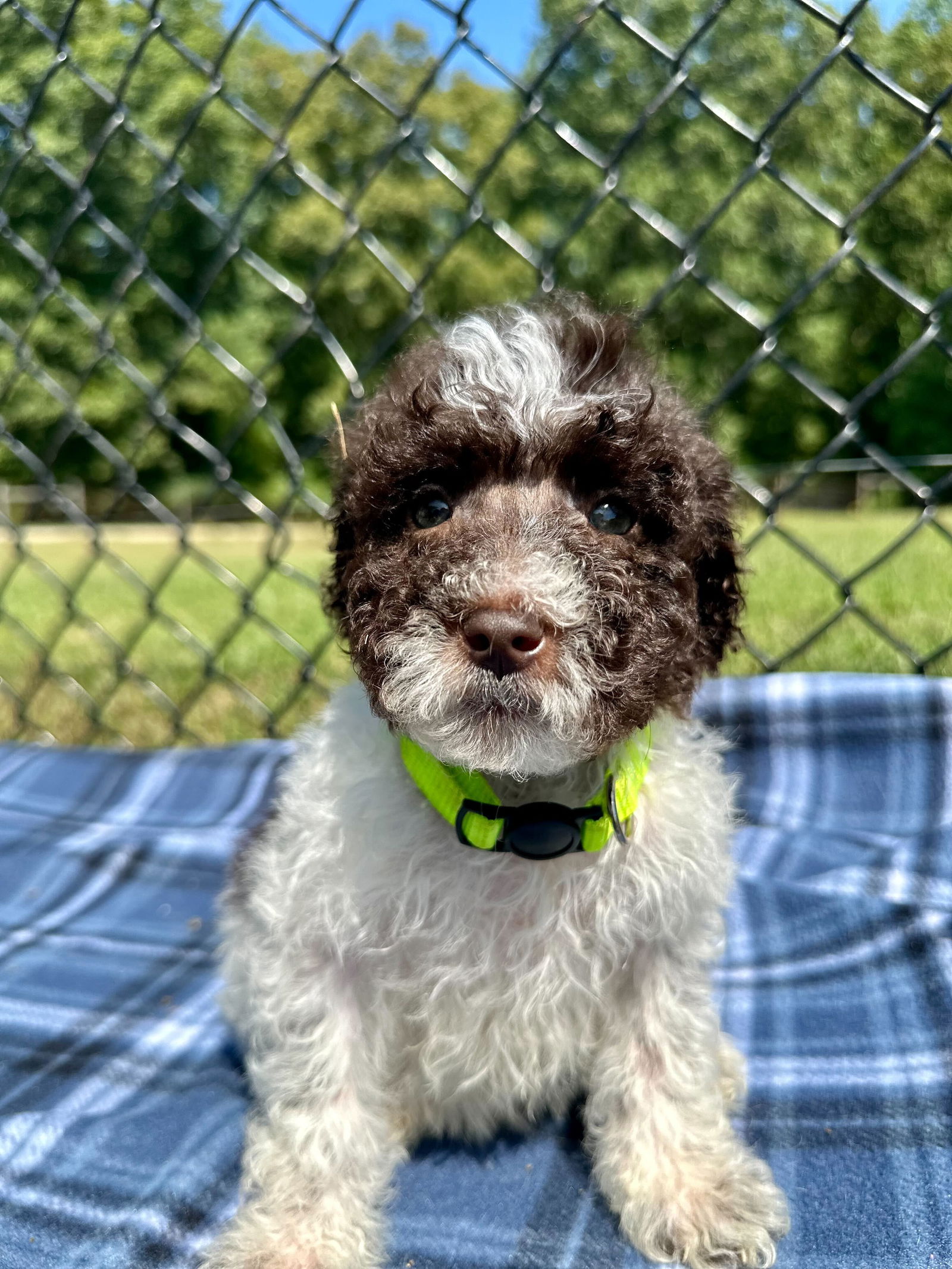 adoptable Dog in Pacolet, SC named Benny Aug 24