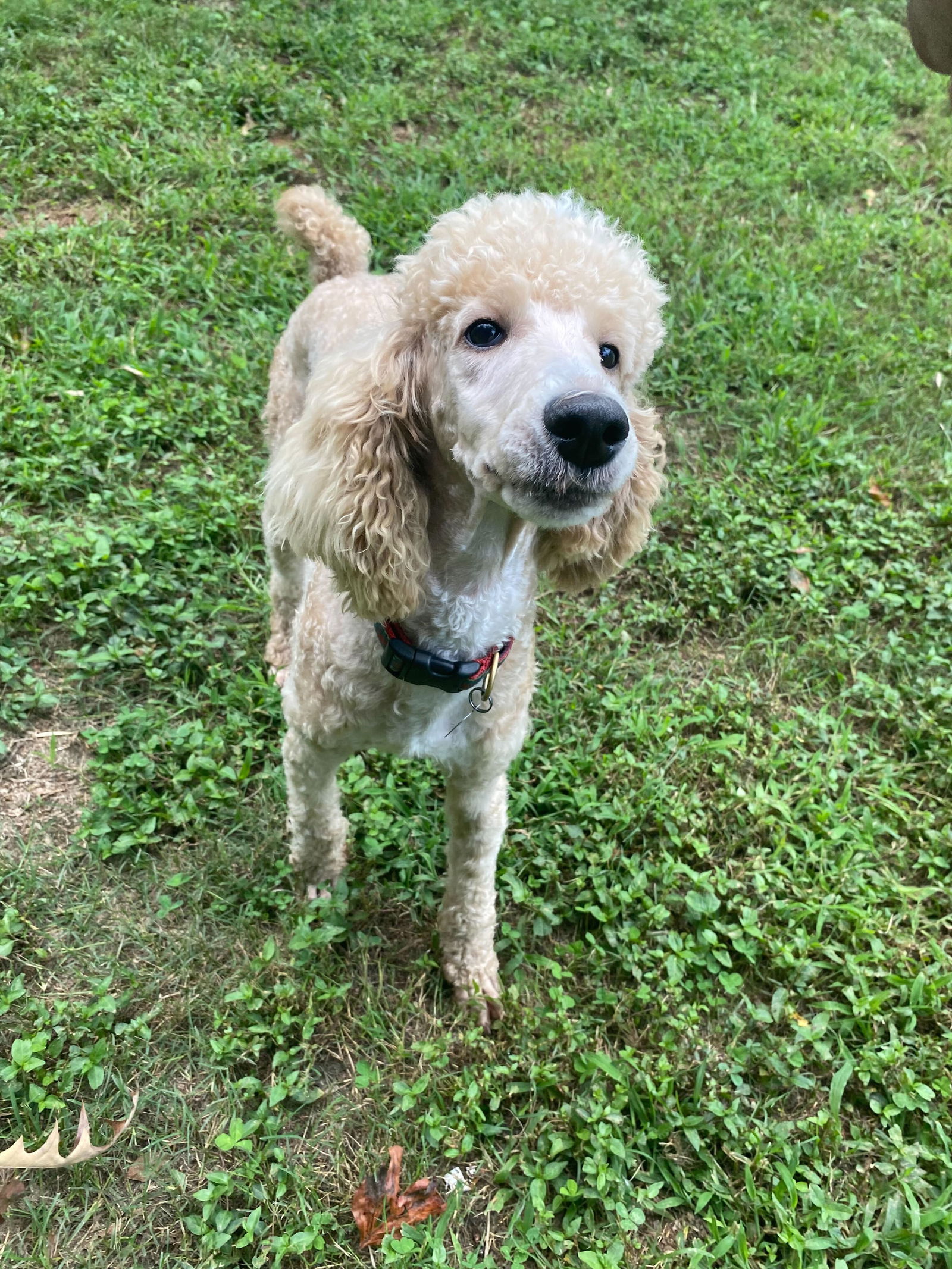 adoptable Dog in Pacolet, SC named Prince Aug 24