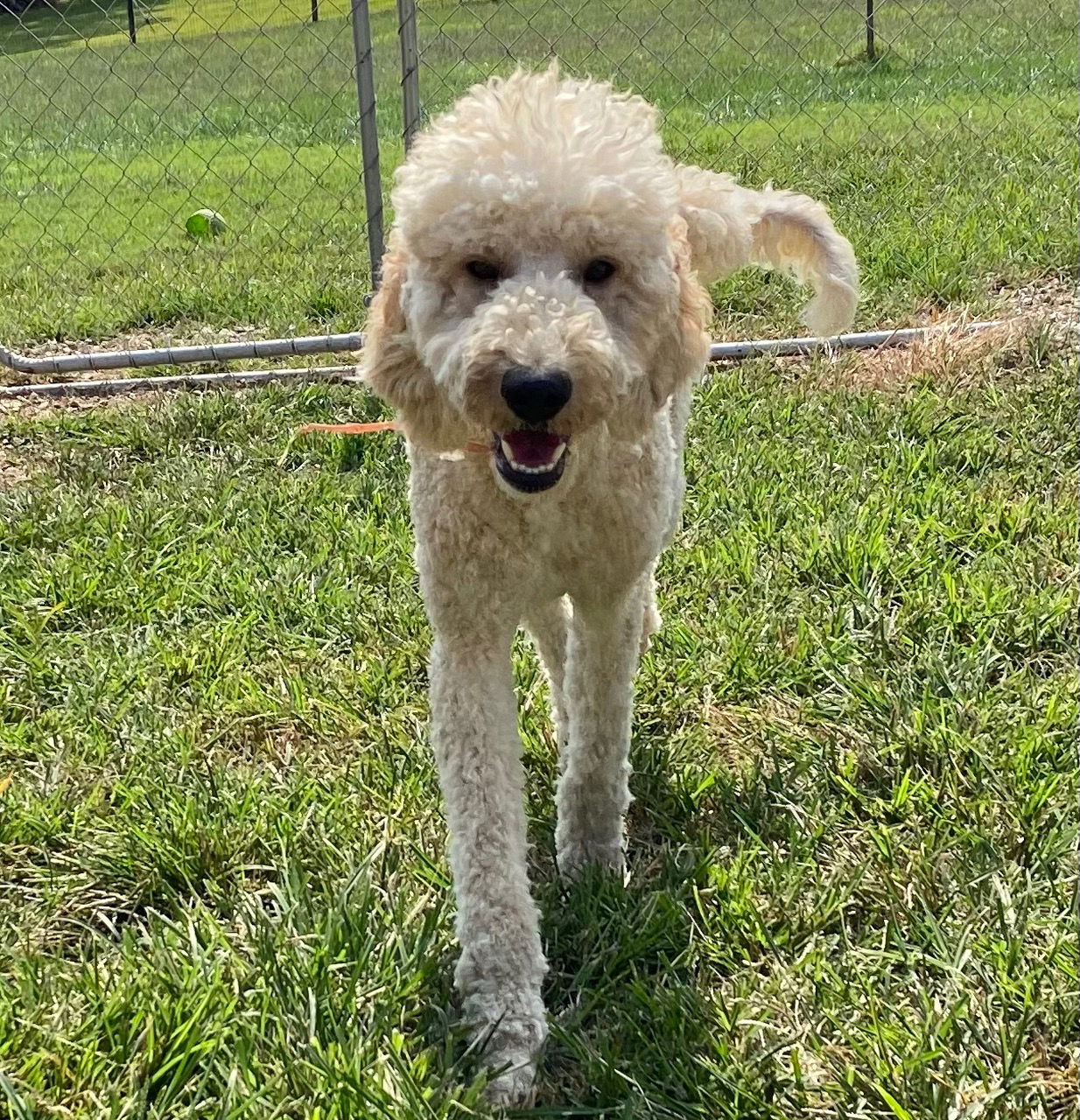 adoptable Dog in Pacolet, SC named Bailey Sep 24