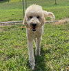 adoptable Dog in , SC named Bailey Sep 24