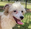 adoptable Dog in  named Archie Sep 24