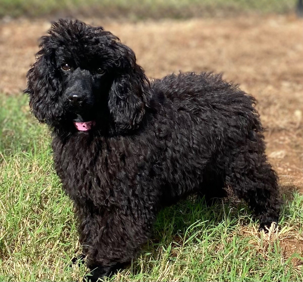 Dog Image