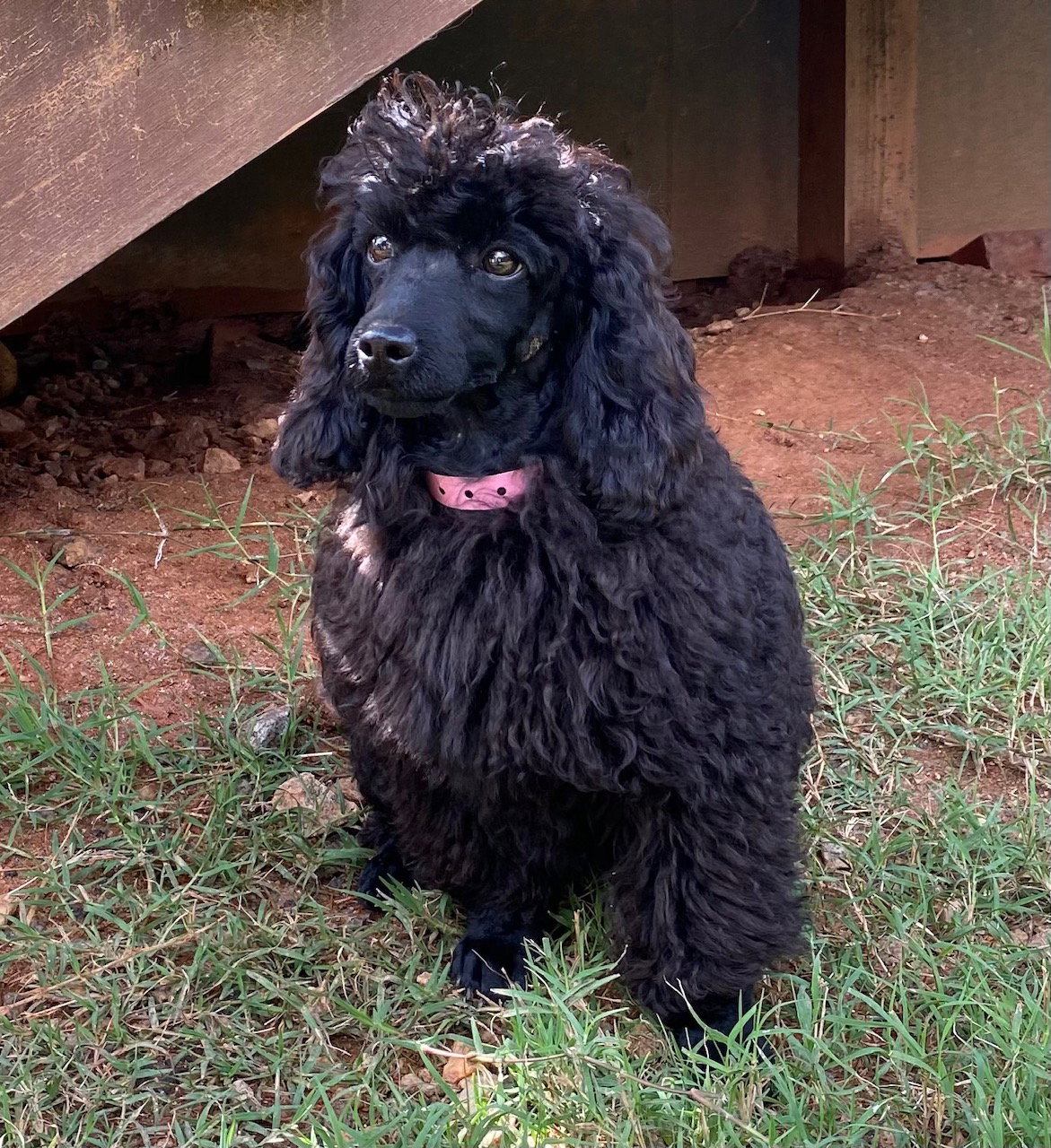 Dog Image
