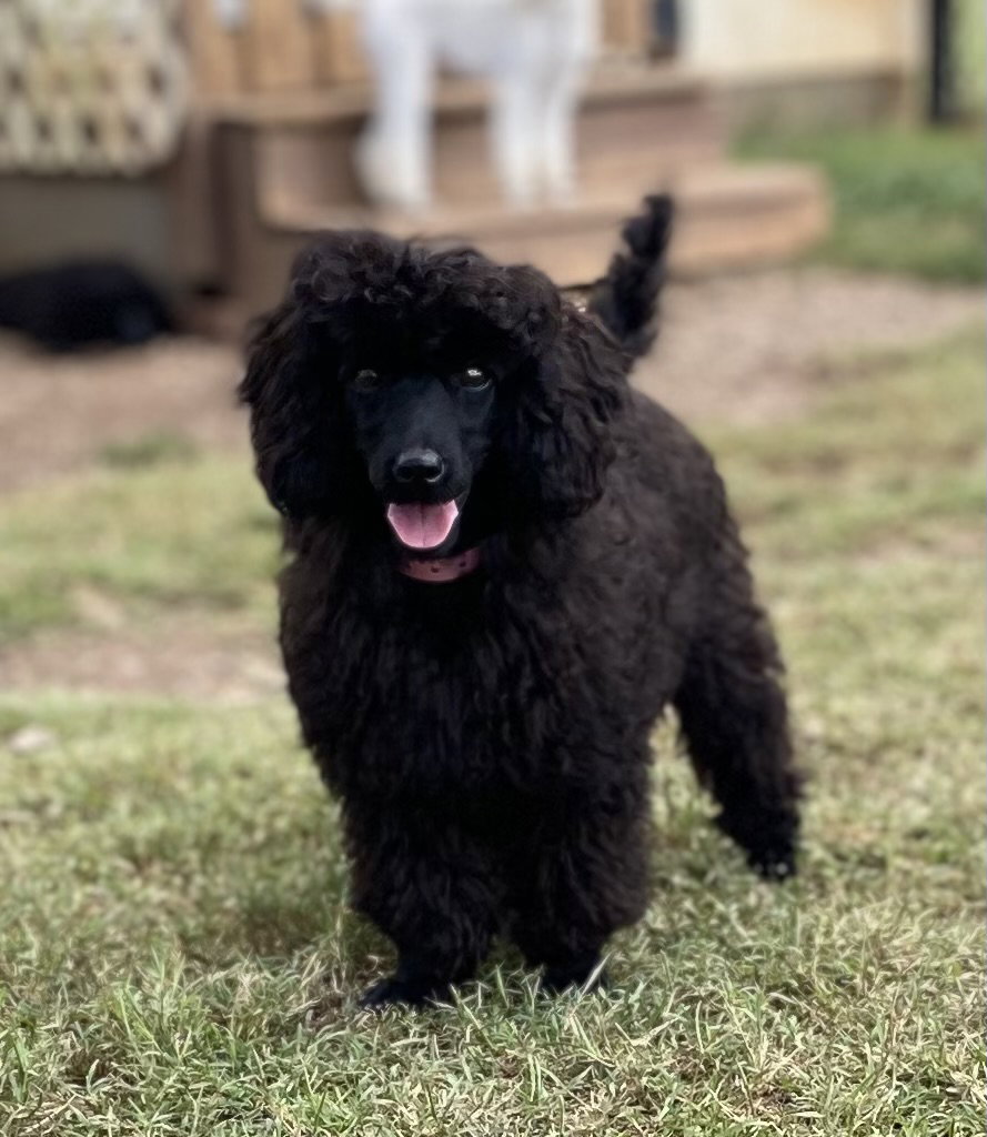 Dog Image