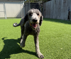 adoptable Dog in Pacolet, SC named Blaze Oct 24 - in foster in Wilmington NC