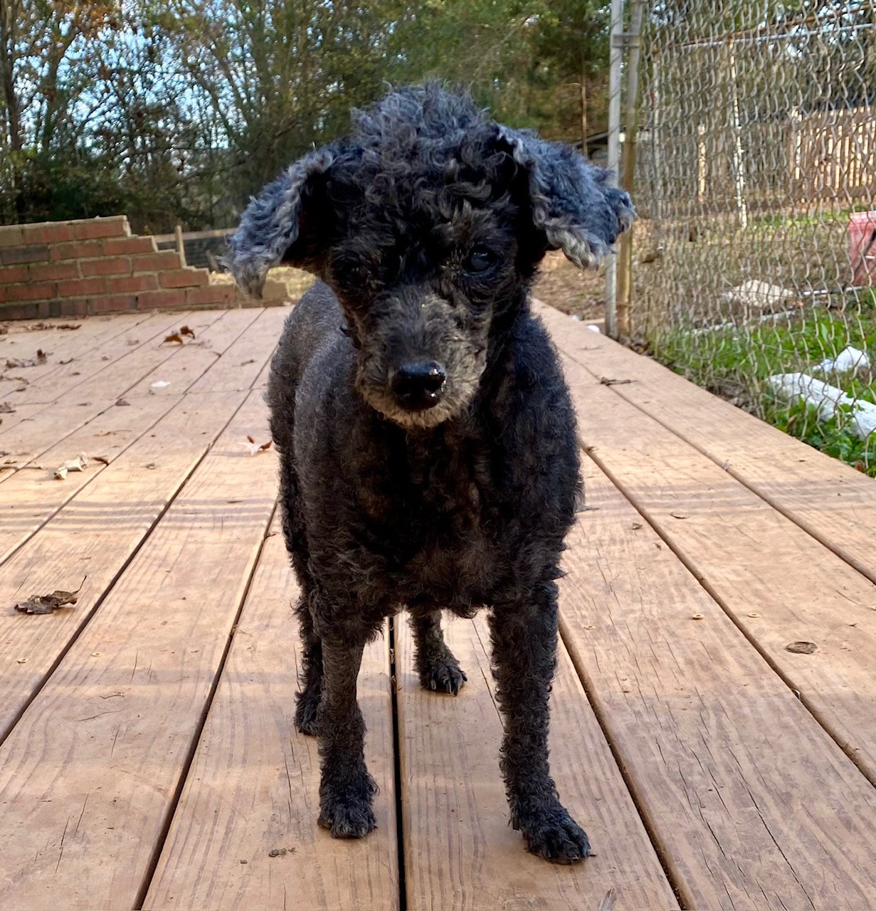 Dog Image
