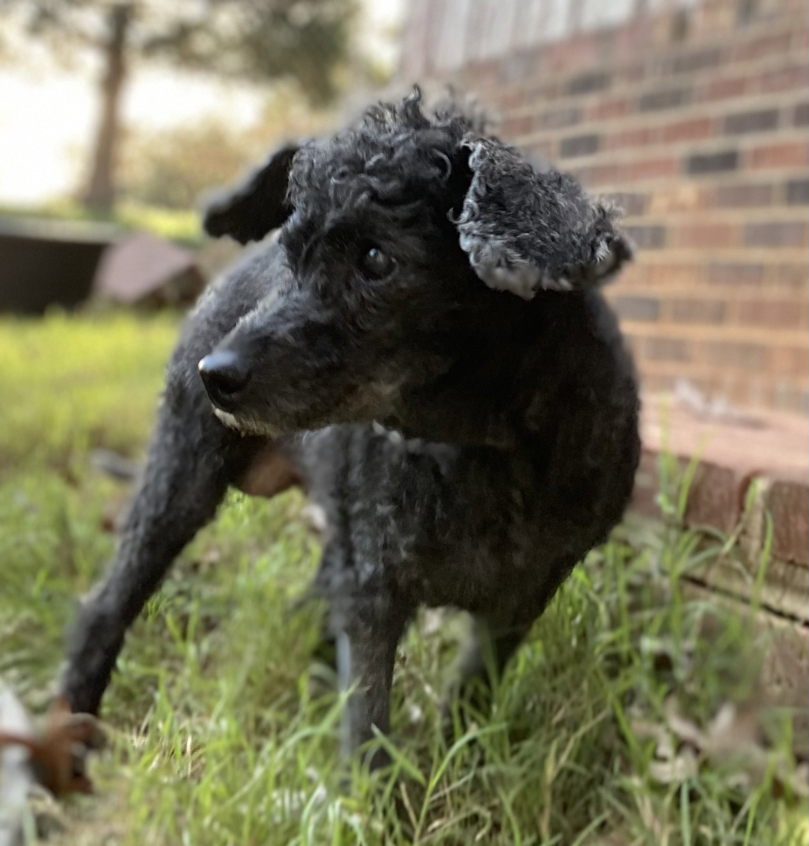 Dog Image