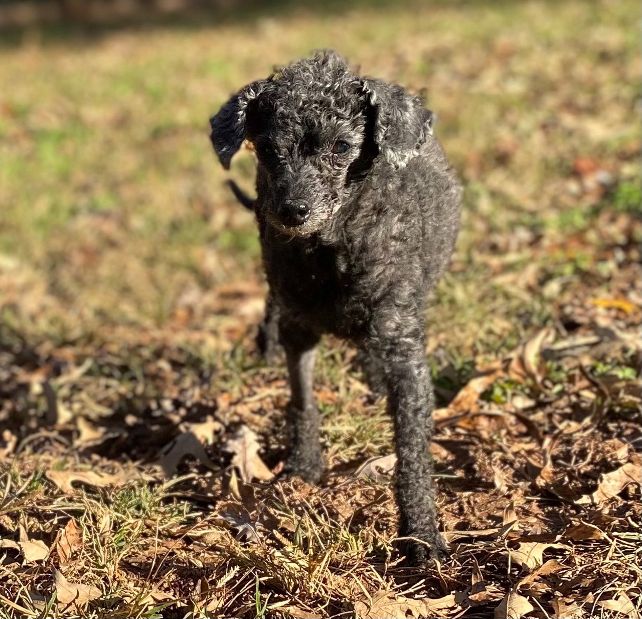 Dog Image