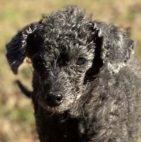 Dog Image