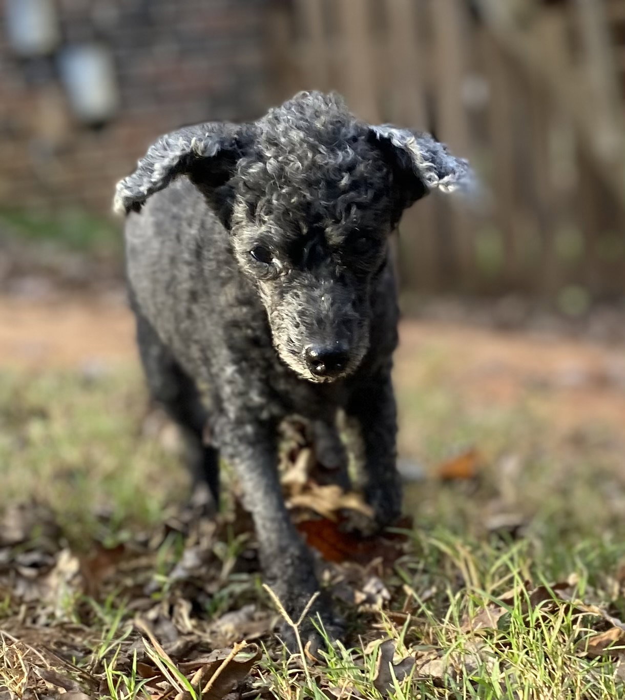 Dog Image