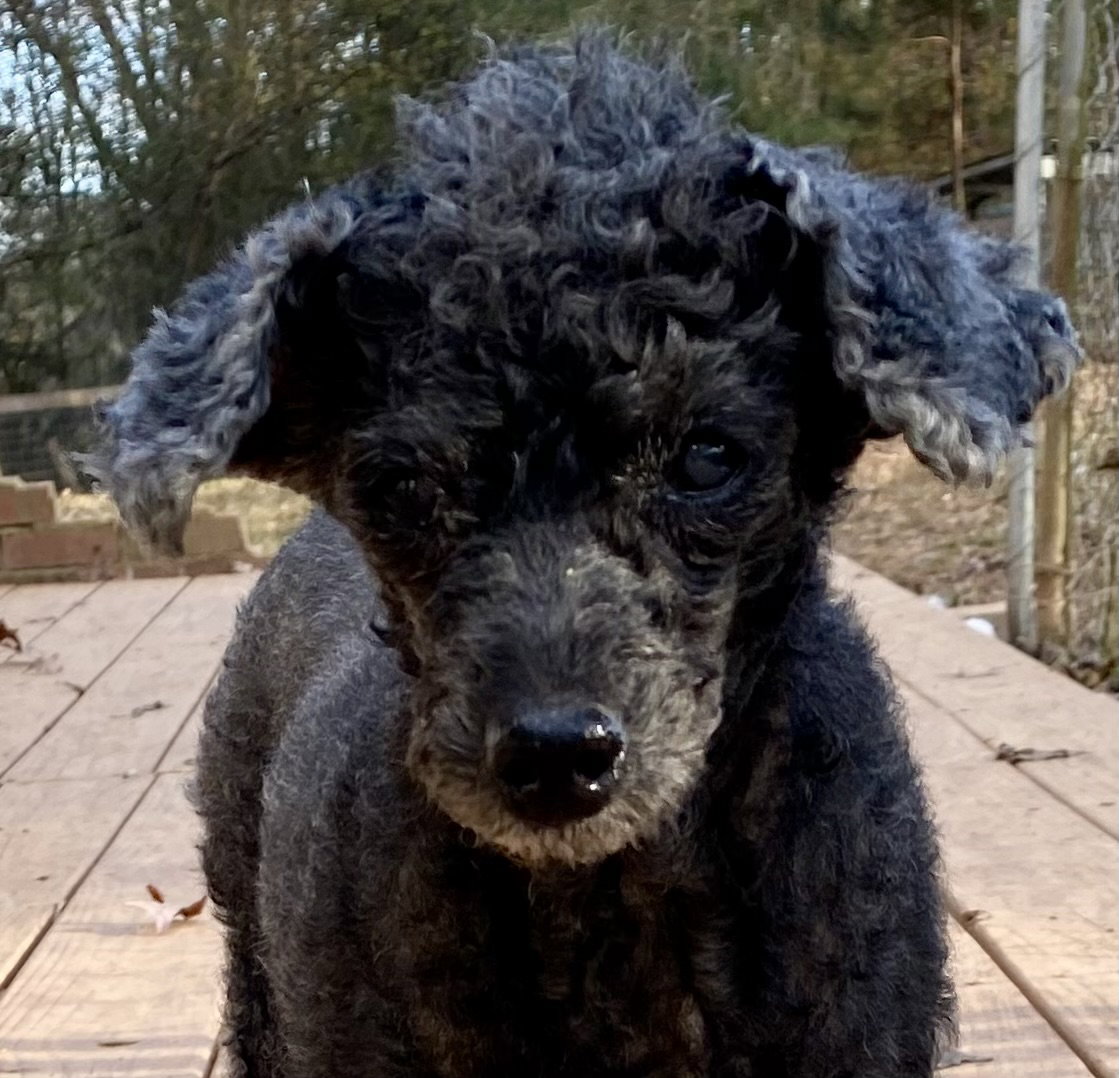Dog Image