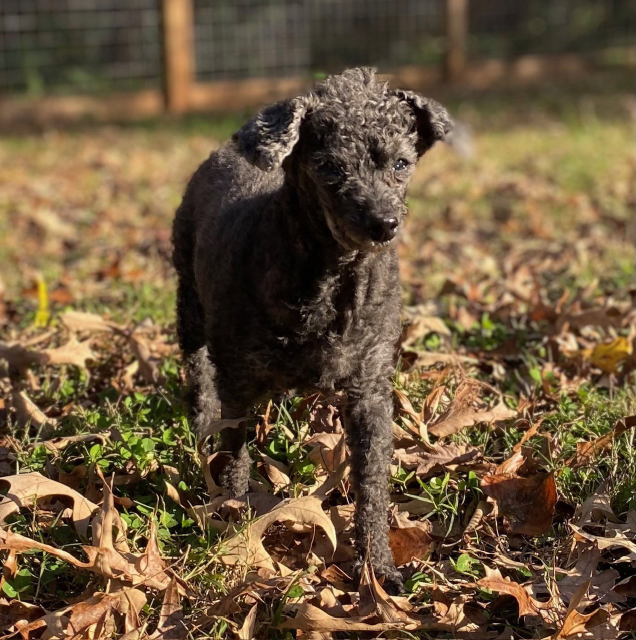 Dog Image