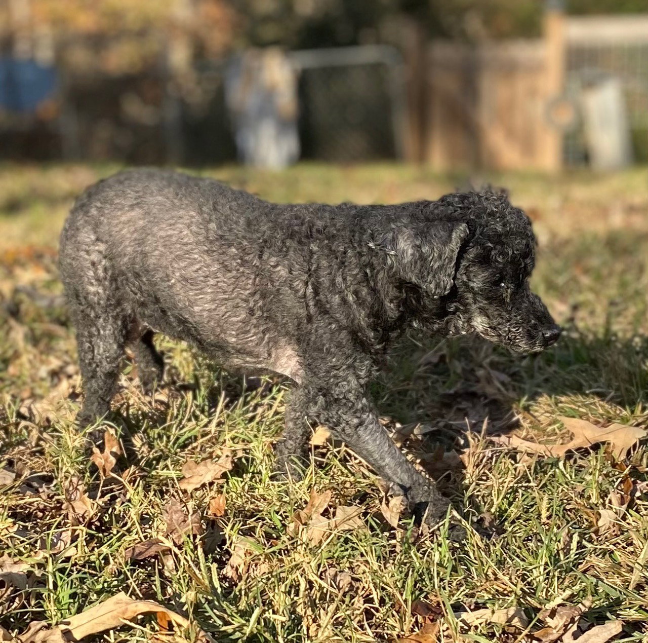 Dog Image