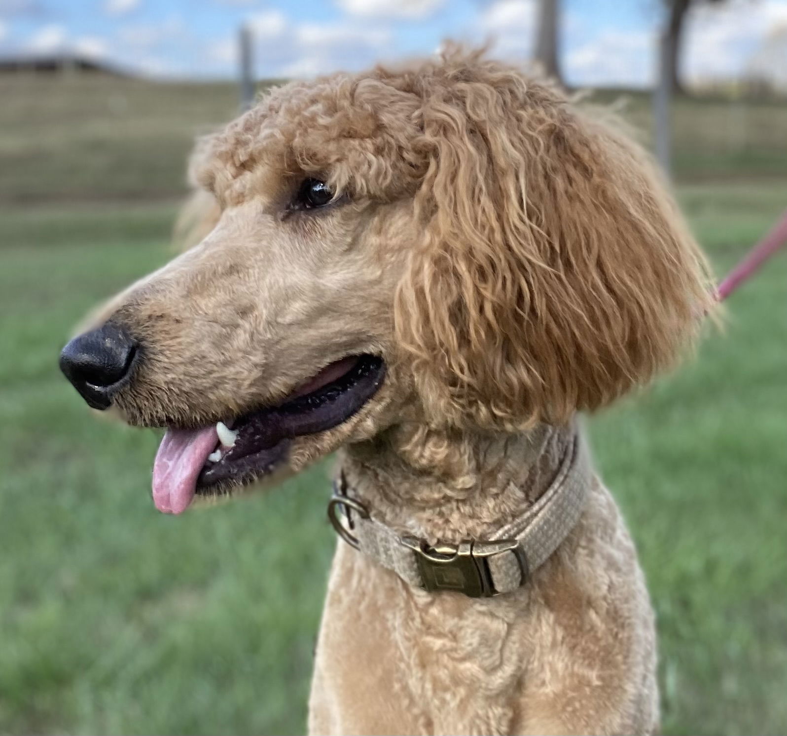 Dog Image