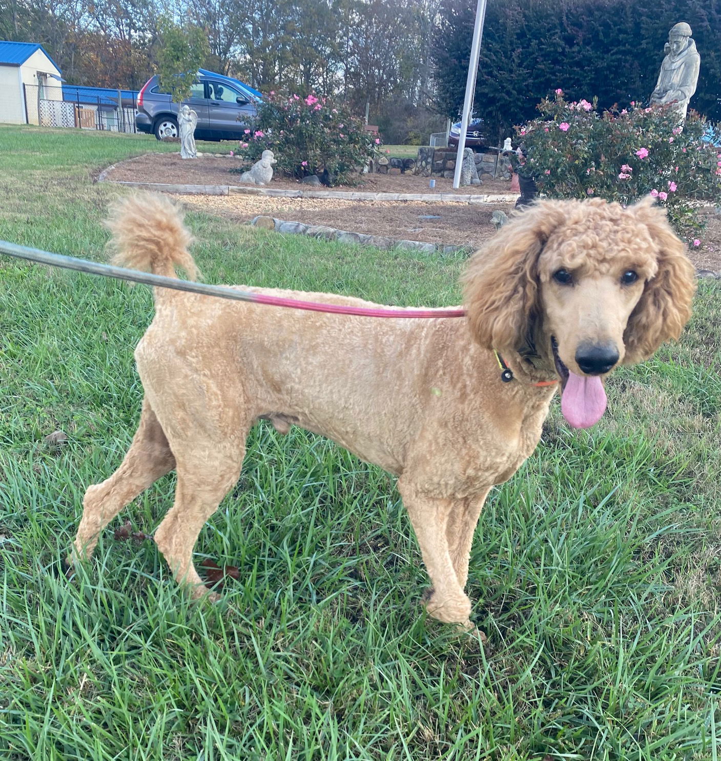 Dog Image