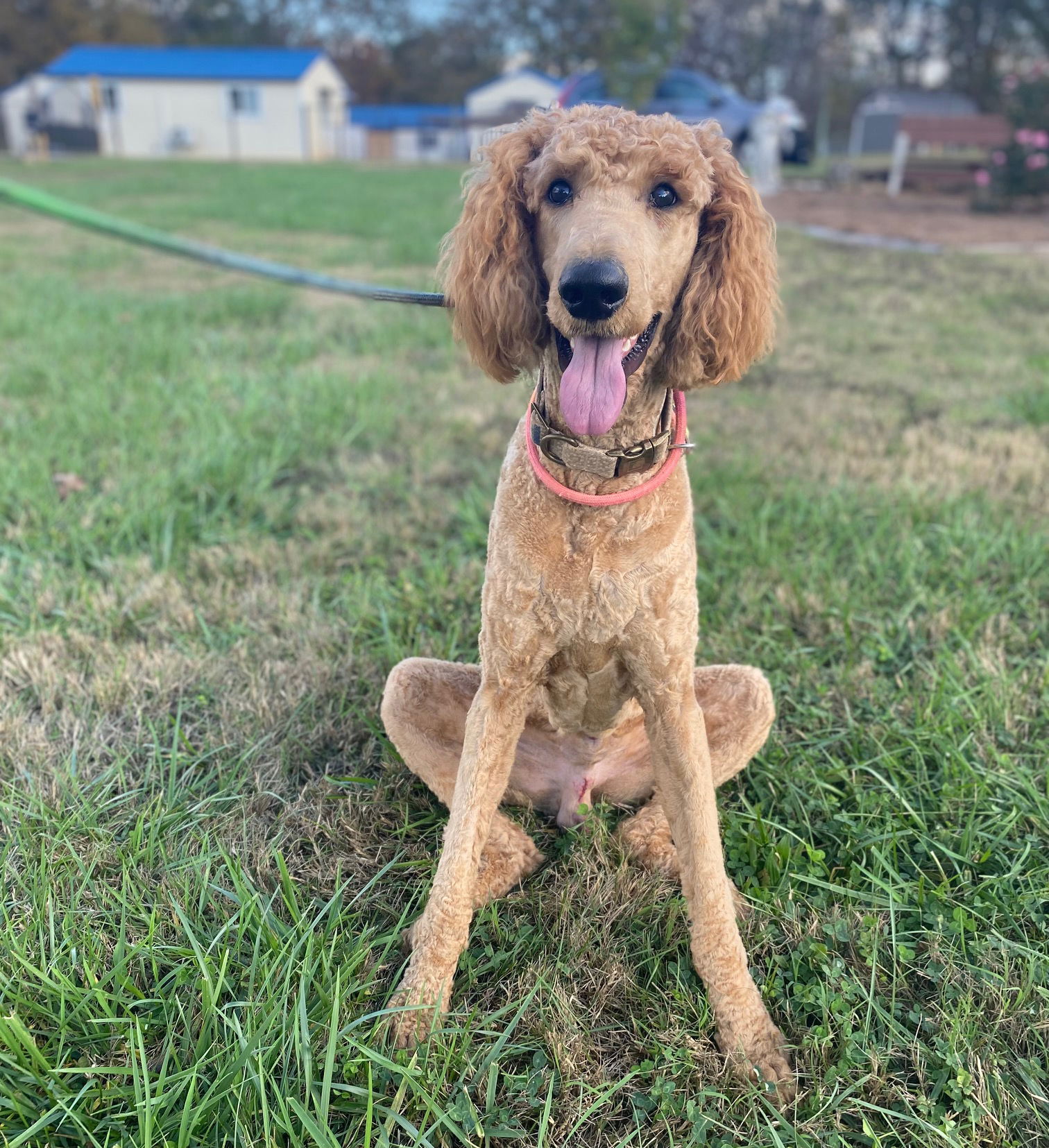 Dog Image
