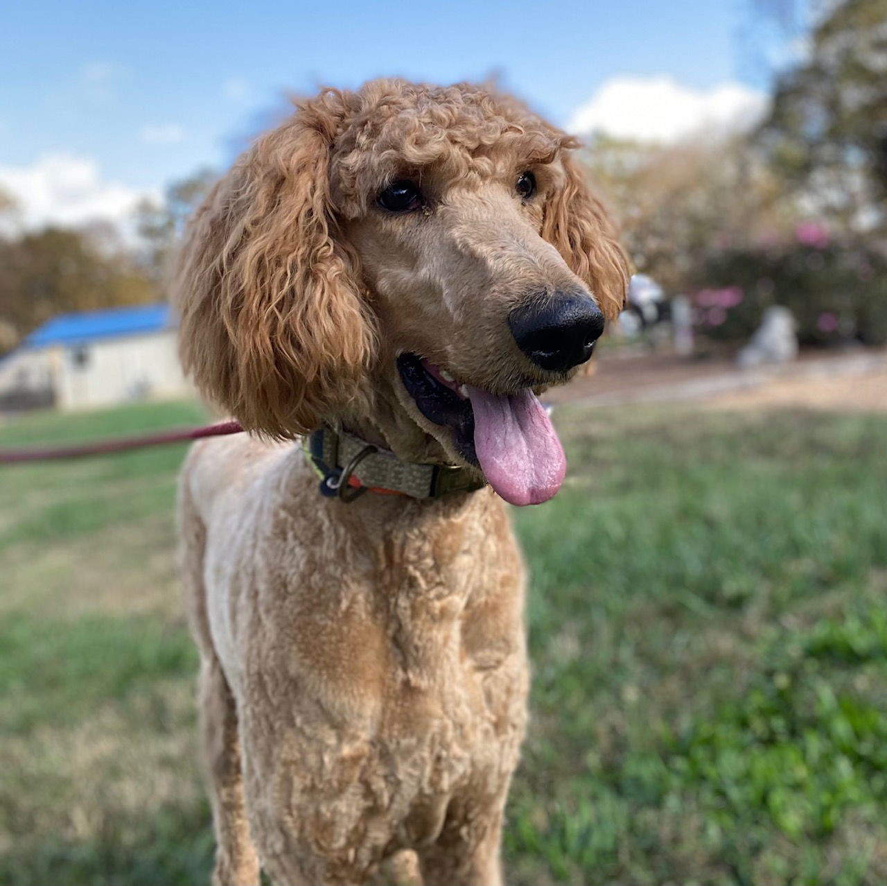Dog Image