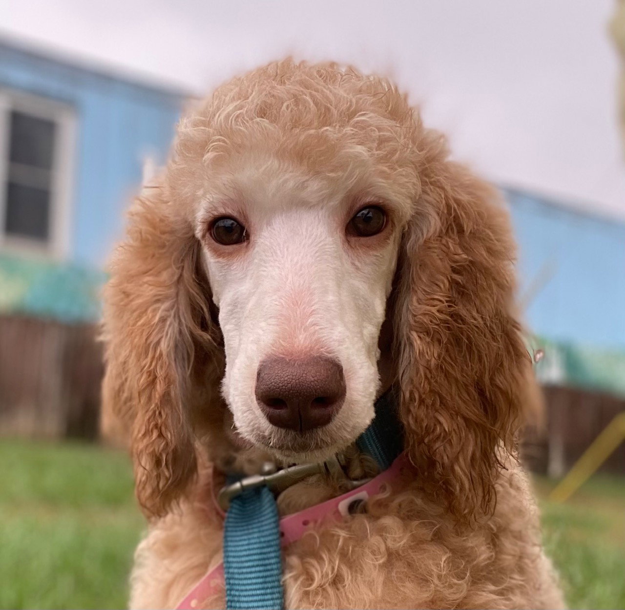 Dog Image