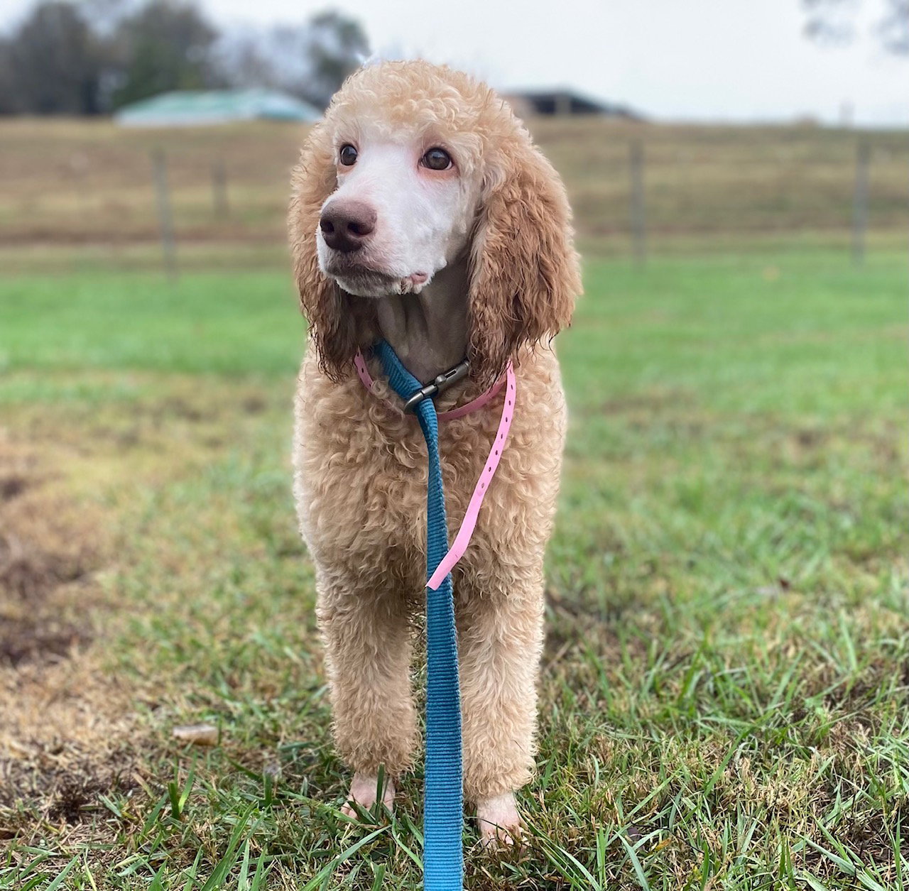Dog Image