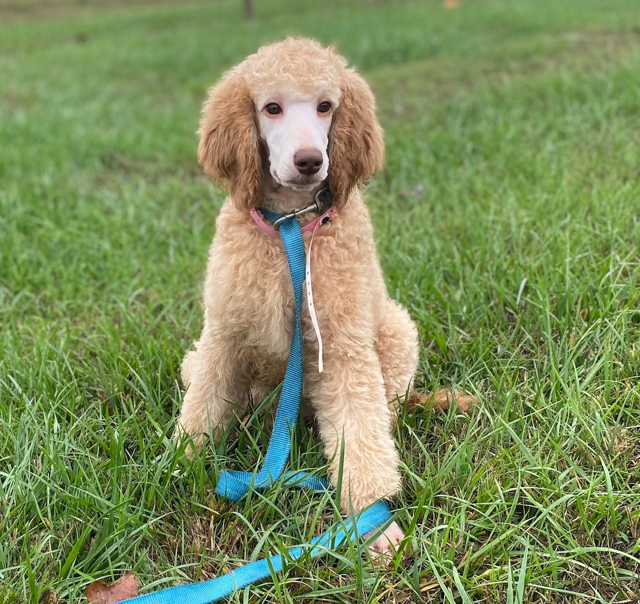 Dog Image