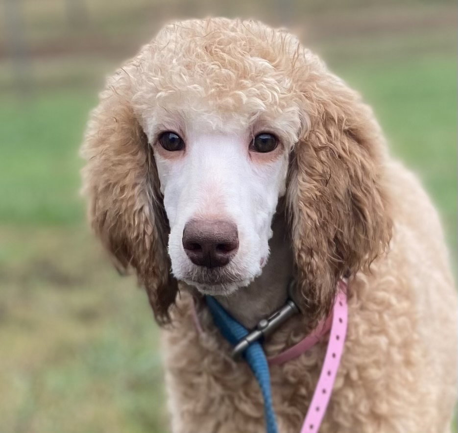 Dog Image