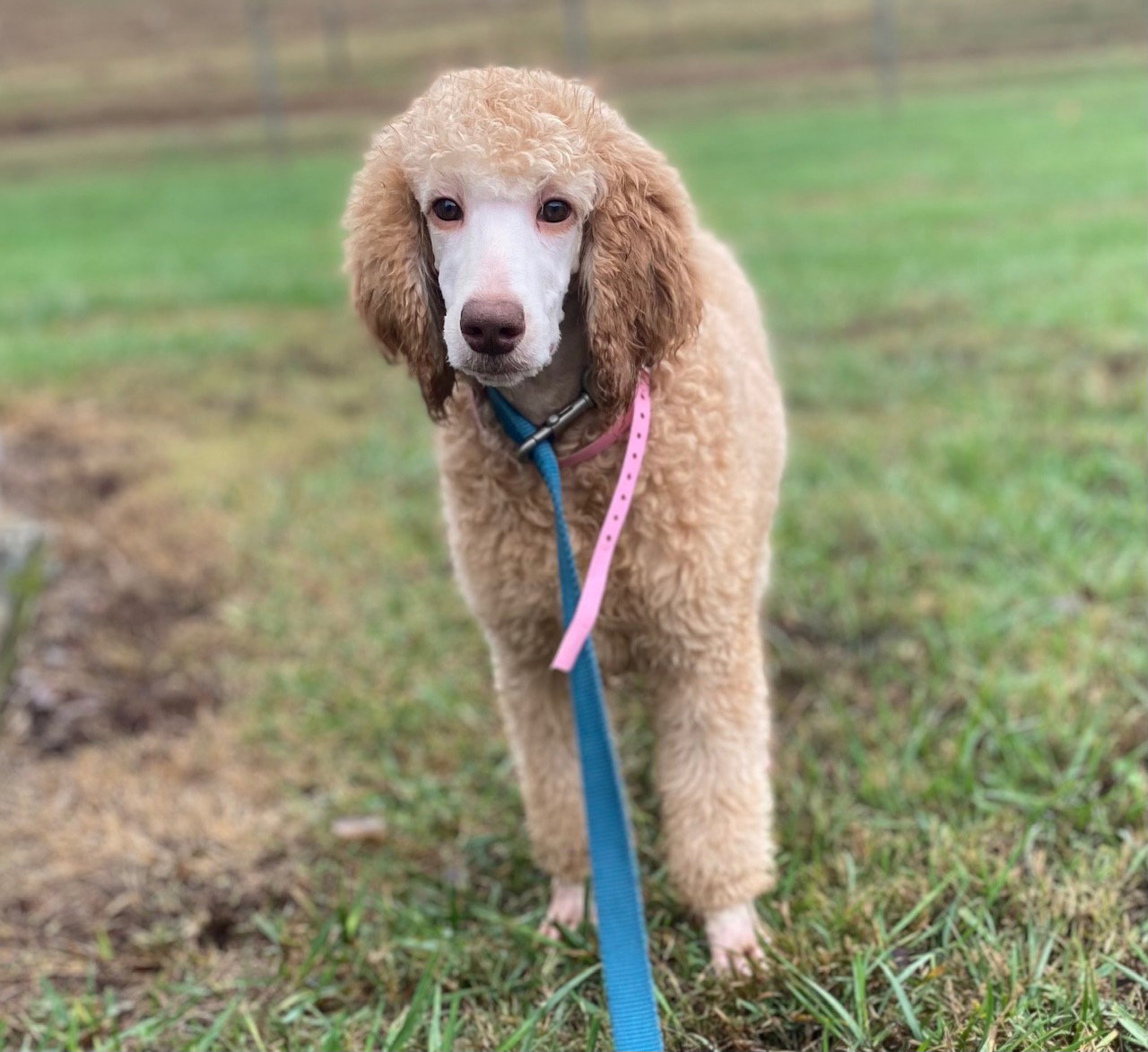 Dog Image
