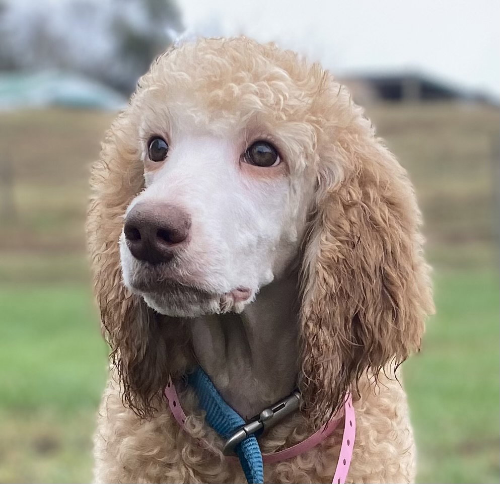 Dog Image