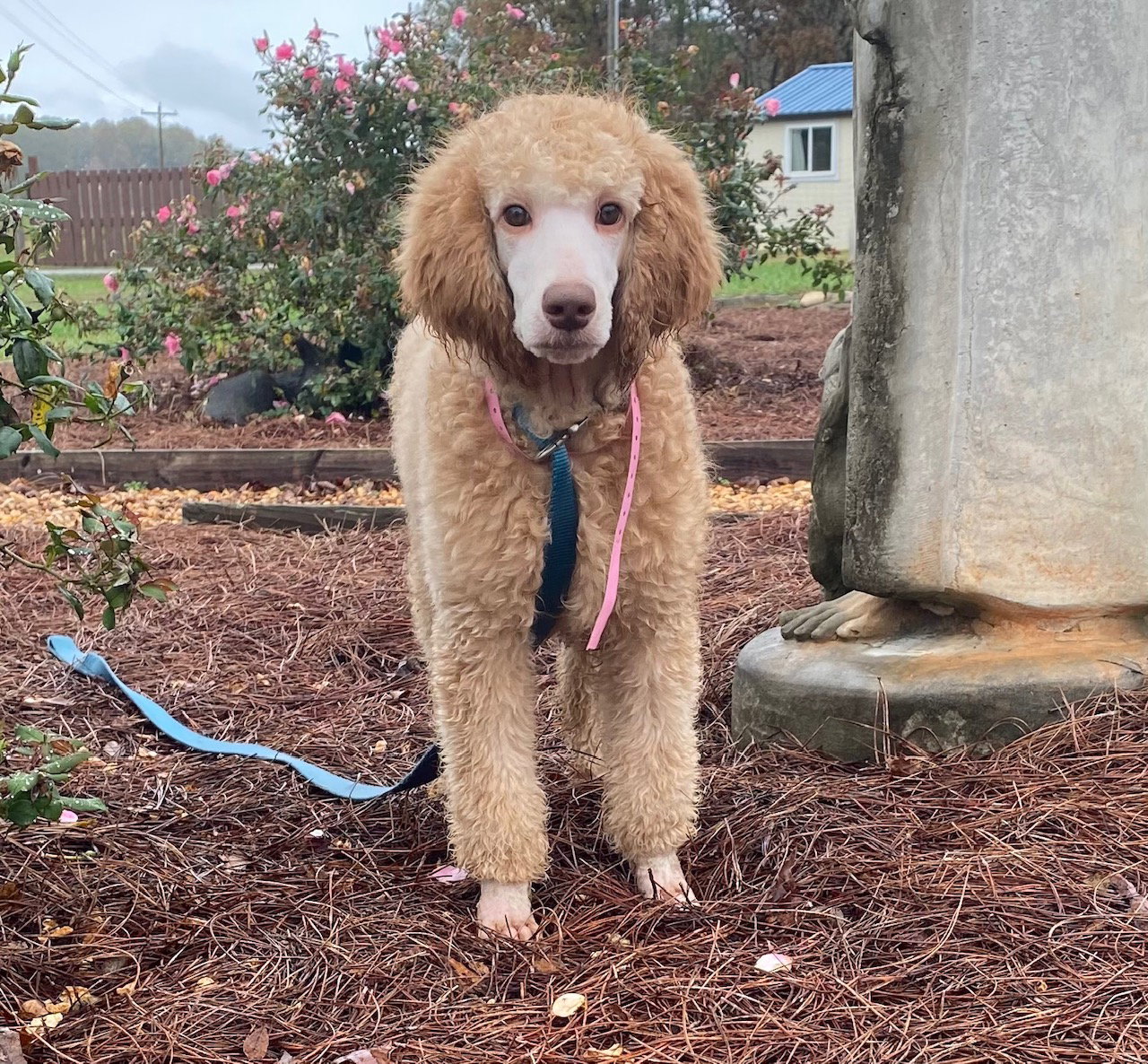 Dog Image