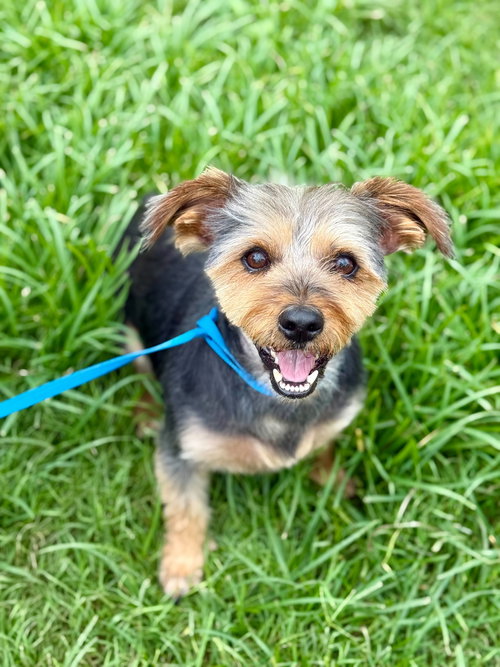 picture of the dog needing adoption