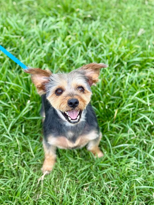 A BUNDLE OF JOY - SPROCKET NOV 24 - Yorkshire Terrier Yorkie available for adoption