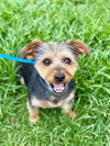 A Bundle of Joy - Sprocket Nov 24