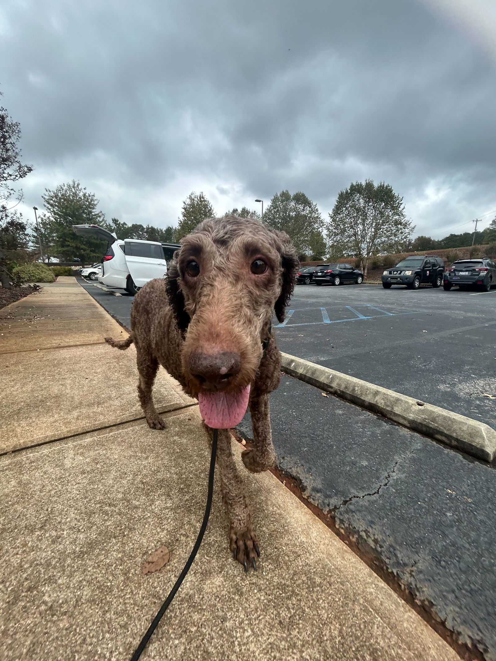Dog Image