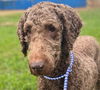 adoptable Dog in  named Maple Nov 24