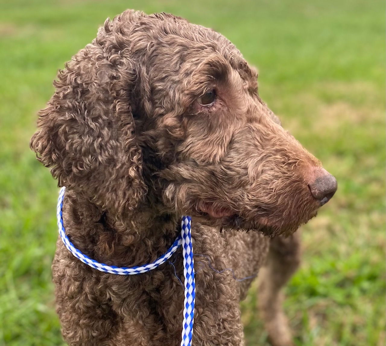 Dog Image