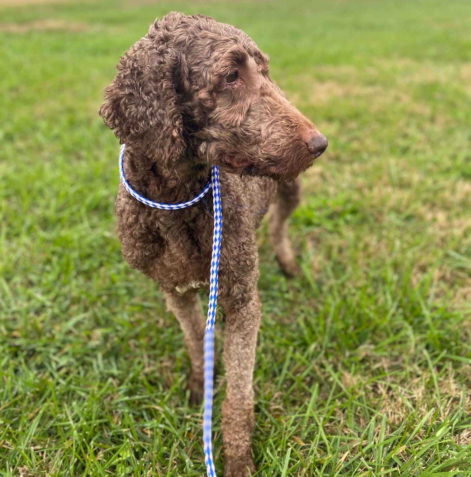 Dog Image