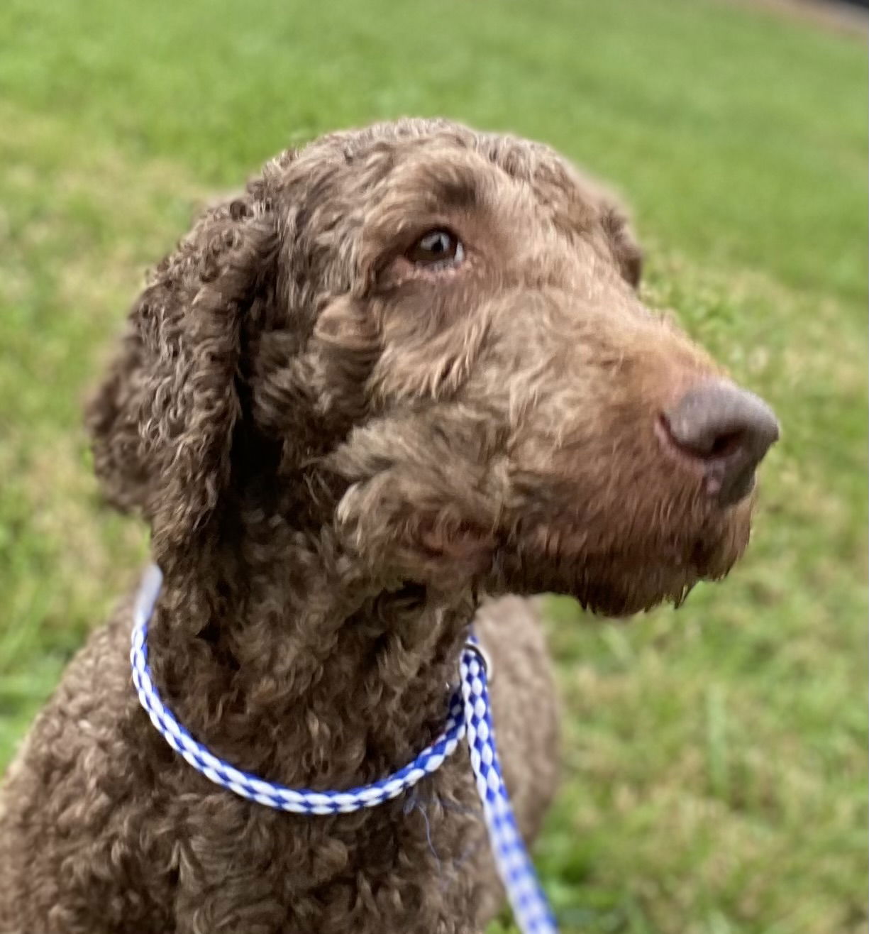 Dog Image
