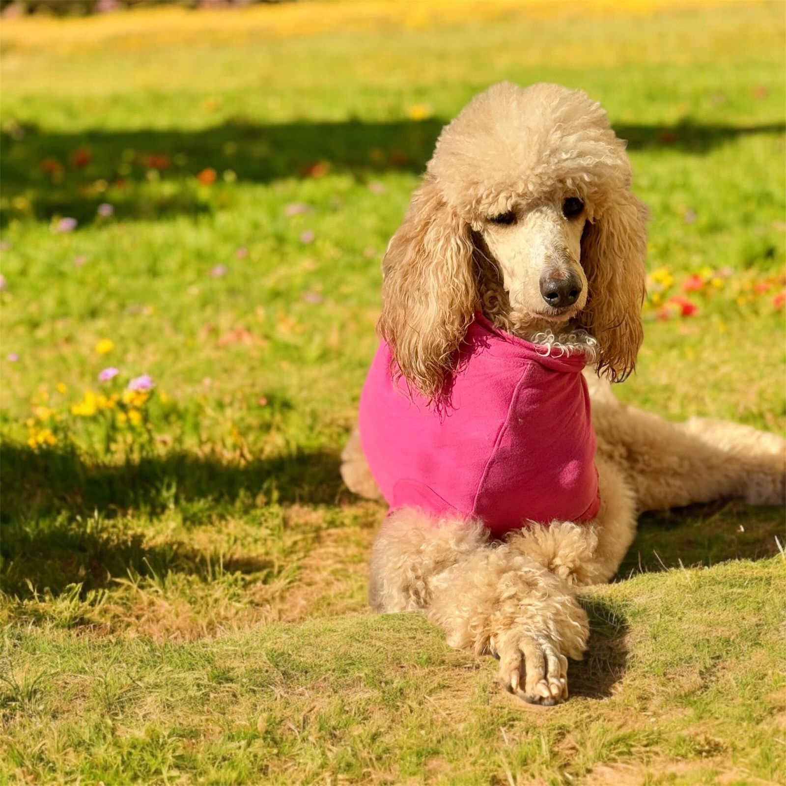 Dog Image